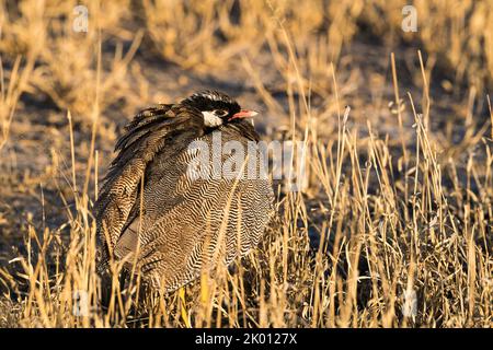 Bustard dalle chiappe bianche con piume morbide, Central Kalahari Game Reserve, Botswana Foto Stock