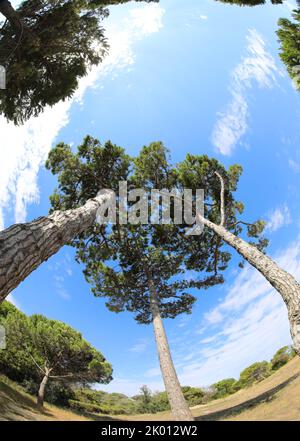 Alberi DI PINO MARINO con corteccia rugosa vista dal basso in estate senza persone Foto Stock