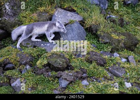 Volpe artica (Vulpes lagopus), nota anche come volpe bianca, volpe polare o volpe da neve Foto Stock