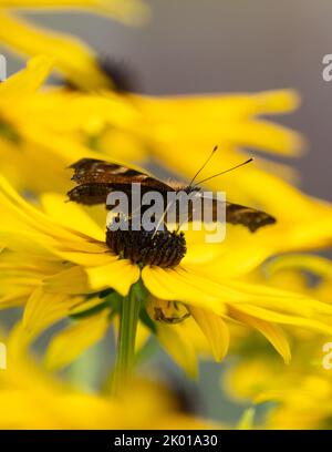Farfalla di Peacock (Aglais io) riposo e nutrimento a fine estate rudbeckia fiori nel giardino del Regno Unito Foto Stock