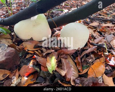 Calvatia gigantea - palle giganti che si formano in autunno, tra i cespugli di rododendro. Foto Stock