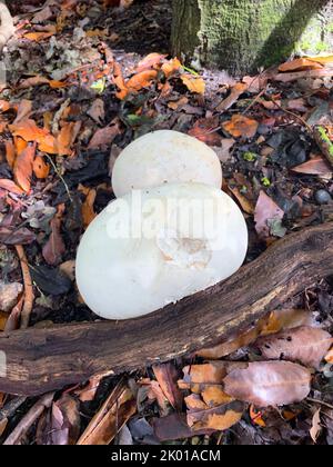 Calvatia gigantea - palle giganti che si formano in autunno, tra cespugli di rododendro e figliata di foglie. Foto Stock