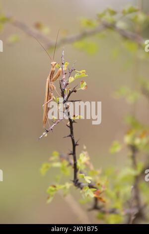 Insetto predatorio mantis europeo - Mantis religiosa - su un ramo di cespuglio, ritratto in primo piano in habitat naturale Foto Stock