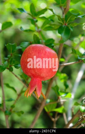 Frutti rossi di melograno appesi su un ramo d'albero nel giardino. Foto Stock