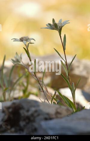 Edelweiss fiore sulla roccia nelle Alpi retroilluminate dal sole dorato Foto Stock