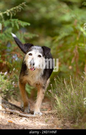 vecchio cane nero che corre verso la macchina fotografica sorridendo e felice sulla sua passeggiata nel cespuglio il giorno di sole. ritratto dell'animale con spazio di copia Foto Stock