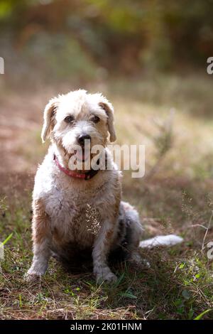 beagle anziano guardando la macchina fotografica sulla sua passeggiata nel cespuglio in una giornata di sole. adottare. ritratto animale con spazio copia Foto Stock