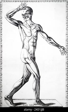 Piastra che mostra lo strato superiore dei muscoli. Da Bartolemmeo Eustachi Tabulae anatomicae, Amsterdam 1722. Foto Stock