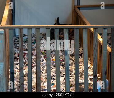 Cuccioli di cane molto triste in gabbia in un negozio di animali domestici Foto Stock