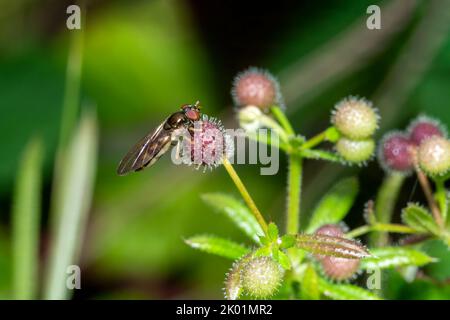 Hoverfly (Melanostoma scalare) una specie di insetti volanti comune trovato nel Regno Unito e comunemente noto come hoverfly a scacchi, foto immagine stock Foto Stock