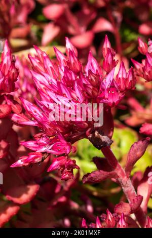 Sedum spurium un autunno estate caduta viola perenne fiore pianta comunemente noto come causian stonecrop, foto di scorta immagine Foto Stock