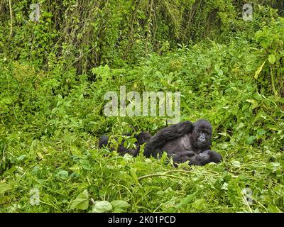 1st Settembre, 2022 Monte Karisimbi, Monti Virunga, Rwanda, Africa il gruppo gorilla di Isimbi posa e gioca nella loro foresta locale. Foto Stock