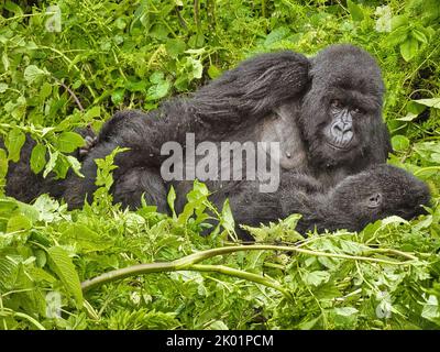 1st Settembre, 2022 Monte Karisimbi, Monti Virunga, Rwanda, Africa il gruppo gorilla di Isimbi posa e gioca nella loro foresta locale. Foto Stock