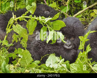 1st Settembre, 2022 Monte Karisimbi, Monti Virunga, Rwanda, Africa il gruppo gorilla di Isimbi posa e gioca nella loro foresta locale. Foto Stock