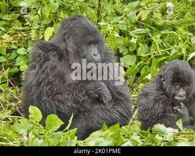 1st Settembre, 2022 Monte Karisimbi, Monti Virunga, Rwanda, Africa il gruppo gorilla di Isimbi posa e gioca nella loro foresta locale. Foto Stock