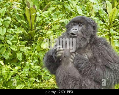 1st Settembre, 2022 Monte Karisimbi, Monti Virunga, Rwanda, Africa il gruppo gorilla di Isimbi posa e gioca nella loro foresta locale. Foto Stock