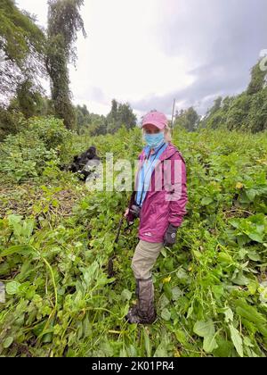 1st Settembre, 2022 Monte Karisimbi, Monti Virunga, Rwanda, Africa il gruppo gorilla di Isimbi posa e gioca nella loro foresta locale. Foto Stock