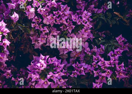 full frame shot di fiori di velluto sfondo - fiori sfondo Foto Stock
