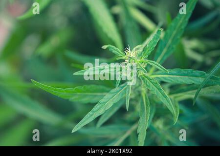 Parte superiore di erbacce, marijuana o pianta di cannabis con germogli e foglie verdi che crescono in un giardino, primo piano Foto Stock