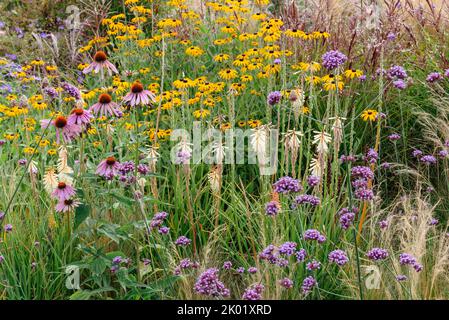 Un giardino estivo di confine piantato in stile Prairie Foto Stock