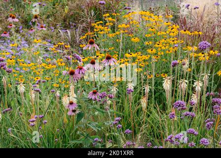 Un giardino estivo di confine piantato in stile Prairie Foto Stock