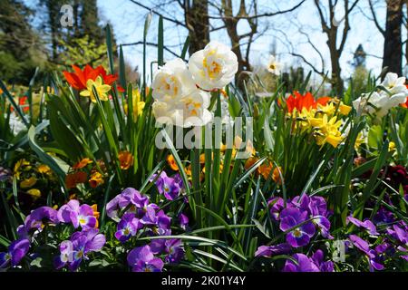 Una splendida vista su Flower Island Mainau con fiori di primavera lussureggianti e colorati (Mainau, Germania) Foto Stock