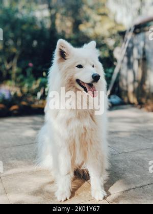 Un primo piano verticale del Samoyed seduto a terra nel cortile. Foto Stock