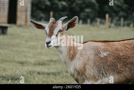 Una capra domestica marrone chiaro (Capra hircus) in un campo su uno sfondo sfocato Foto Stock