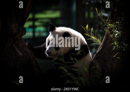 Madrid, Spagna. 09th Set, 2022. Un piccolo orso panda raffigurato nel suo recinto. Lo zoo di Madrid celebra il primo anno del panda gemella voi e Jiu Jiu con una torta di bambù ghiacciata e anguria, oltre ad alcuni dei loro frutti preferiti che i genitori dei gemelli, Anche la femmina Hua Zui Ba e il maschio Bing Xing potranno gustare, tutti all'interno degli eventi che si celebrano per il 50th° anniversario dello Zoo di Madrid. Credit: Marcos del Mazo/Alamy Live News Foto Stock