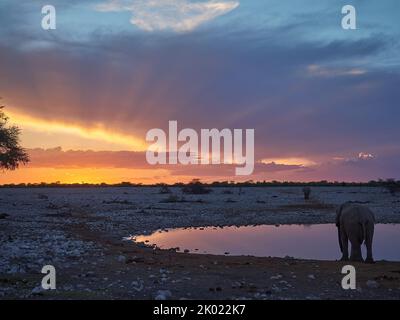 Tramonto spettacolare sugli elefanti nella buca d'acqua di Okaukuejo nel Parco Nazionale di Etosha in Namibia Foto Stock