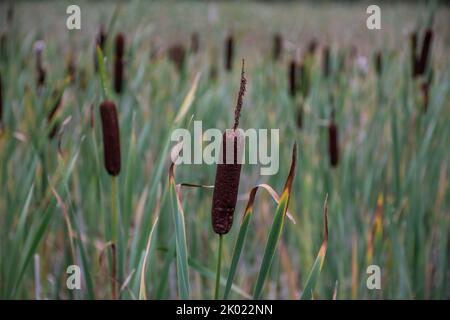 Primo piano di un rush, aka. Cattail (Typha latifolia) in autunno Foto Stock