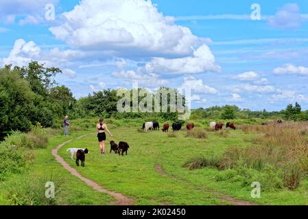 Due escursionisti con cani che passano da vicino da una mandria di vacche diffidenti nella campagna del Surrey vicino Ripley Inghilterra UK Foto Stock