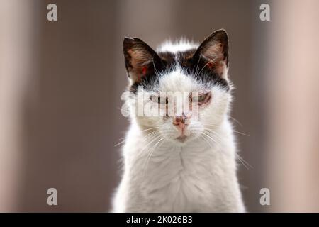 primo piano ritratto di gatto randagio malato ritratto a palma di maiorca, spagna Foto Stock