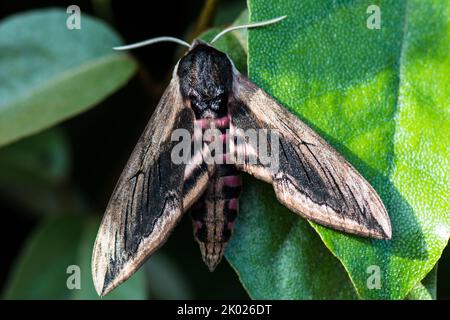 Falco-Moth privato a riposo su una foglia. Foto Stock