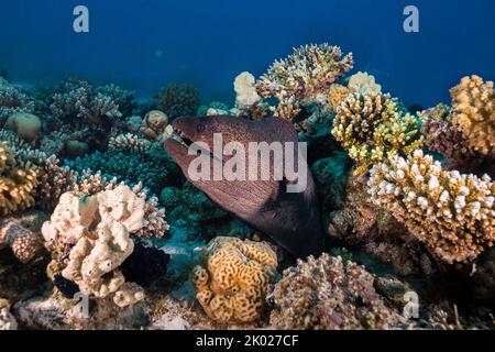 Un'anguilla gigante (Gymnothorax javanicus) nella barriera corallina con la testa che sporge Foto Stock