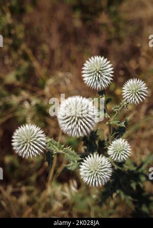 Echinops sphaerocephalus, echinops Foto Stock