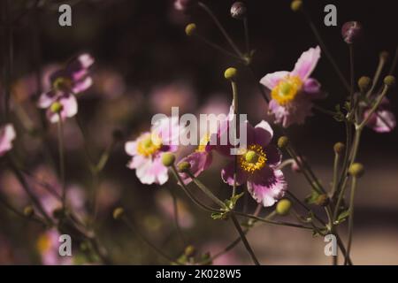 Anemoni giapponesi rosa su sfondo verde naturale. Piante ibride crescenti in un giardino botanico. Fioritura d'estate, piante autunnali. Honorine jobert a Foto Stock