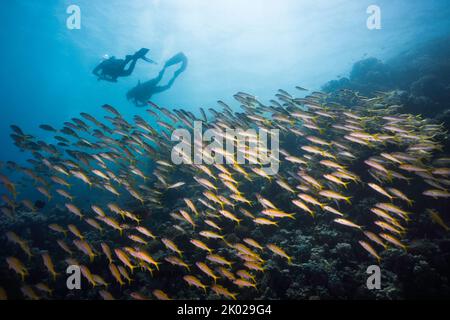 Una grande scuola di pesce gatto Yellowfin (Mulloidichthys vanicolensis) che nuota sulla barriera corallina con le sagome di due subacquei sullo sfondo Foto Stock