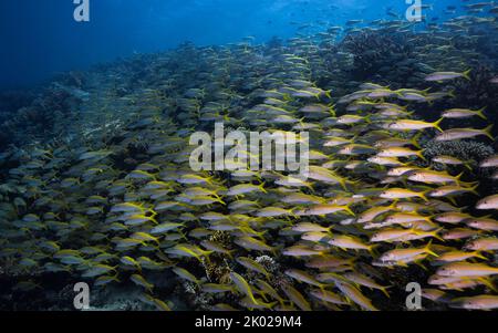 Una grande scuola di pesce gatto Yellowfin (Mulloidichthys vanicolensis) che nuotano insieme sulla barriera corallina riempiendo la cornice Foto Stock