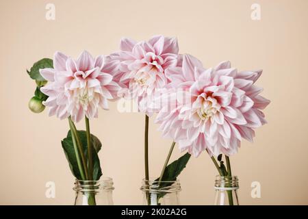 Bellissimi fiori rosa pastello dahlia in vasi di vetro su sfondo colorato. Foto Stock