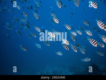 Una scuola di pesce sergente scissortail (Abudefduf sexfasciatus) corpo a strisce nere, nuotando insieme nel blu Foto Stock