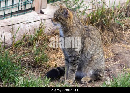 Programma di allevamento in cattività del gatto selvatico scozzese (Felis silvestris). Grande tabby selvaggio aspetto gatto bushy coda smussata anelli neri e punta strisce scure su pelliccia Foto Stock