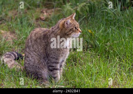 Programma di allevamento in cattività del gatto selvatico scozzese (Felis silvestris). Grande tabby selvaggio aspetto gatto bushy coda smussata anelli neri e punta strisce scure su pelliccia Foto Stock