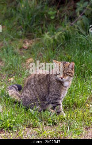 Programma di allevamento in cattività del gatto selvatico scozzese (Felis silvestris). Grande tabby selvaggio aspetto gatto bushy coda smussata anelli neri e punta strisce scure su pelliccia Foto Stock