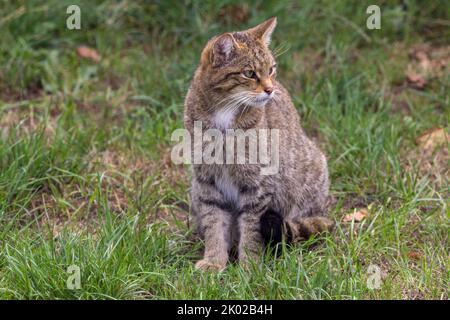 Programma di allevamento in cattività del gatto selvatico scozzese (Felis silvestris). Grande tabby selvaggio aspetto gatto bushy coda smussata anelli neri e punta strisce scure su pelliccia Foto Stock