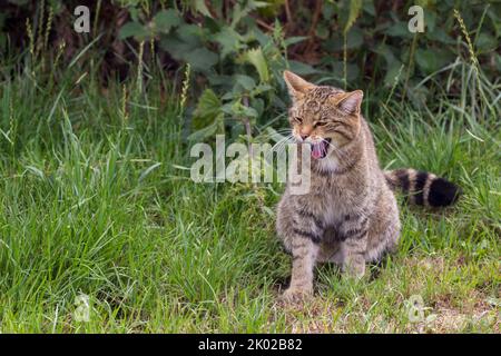 Programma di allevamento in cattività del gatto selvatico scozzese (Felis silvestris). Grande tabby selvaggio aspetto gatto bushy coda smussata anelli neri e punta strisce scure su pelliccia Foto Stock