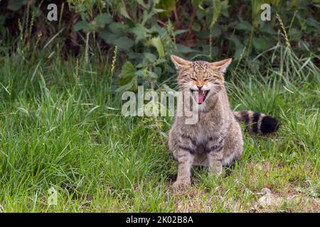 Programma di allevamento in cattività del gatto selvatico scozzese (Felis silvestris). Grande tabby selvaggio aspetto gatto bushy coda smussata anelli neri e punta strisce scure su pelliccia Foto Stock