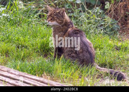 Programma di allevamento in cattività del gatto selvatico scozzese (Felis silvestris). Grande tabby selvaggio aspetto gatto bushy coda smussata anelli neri e punta strisce scure su pelliccia Foto Stock