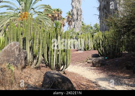 TEL AVIV, ISRAELE - 19 SETTEMBRE 2017: È il Giardino delle Cactus nel Parco di Yarkon. Foto Stock