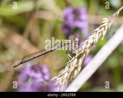 Femmina immatura Damselfly a zampe bianche su erba Foto Stock